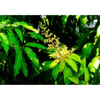 Mango Plants
